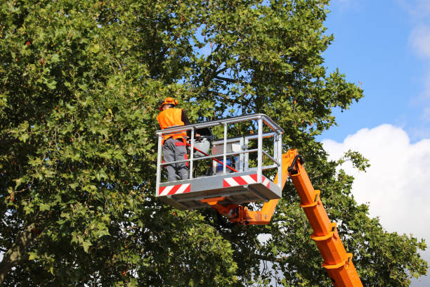 Best Grass Overseeding  in Wheelersburg, OH